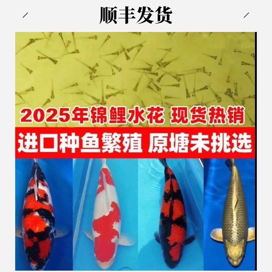 血统锦鲤水花鱼苗红白大正三色昭和绯写金黄蝴蝶桌面锦鲤观赏鱼