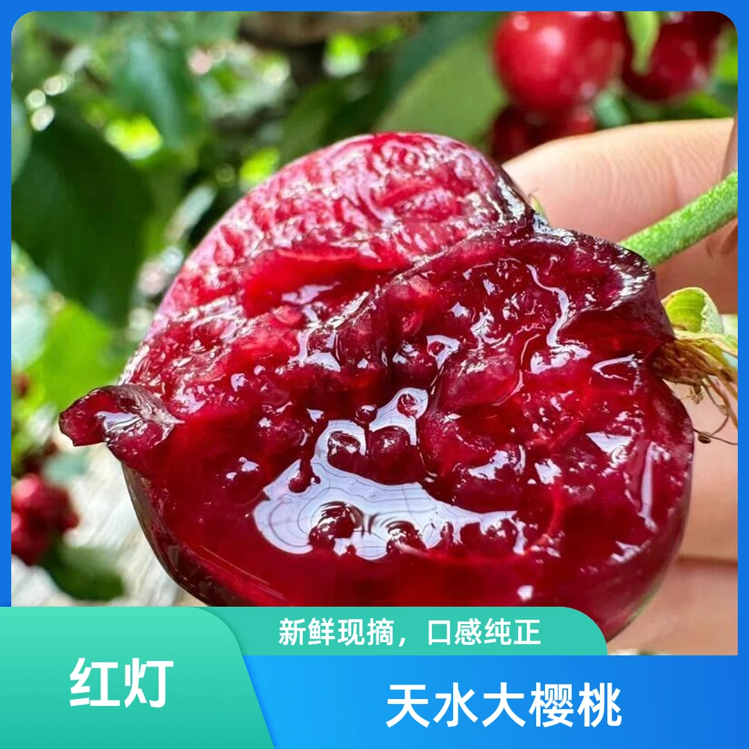 【新疆西藏内蒙古拍】自家果园现摘现发冷链空运新鲜樱桃