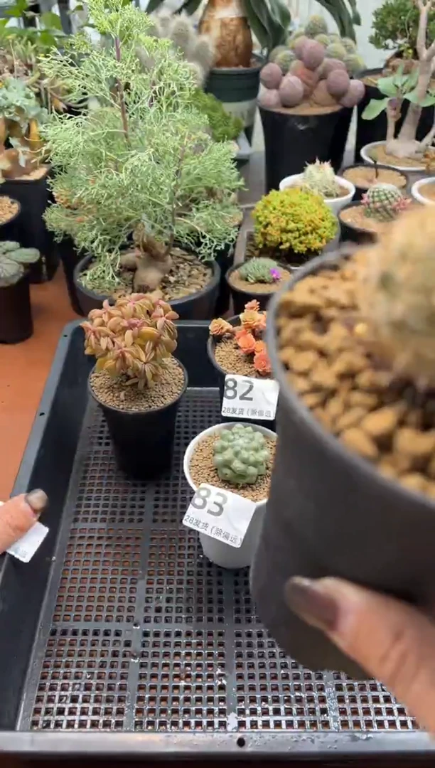 口**妹甜妹专拍金锣刹加玛格丽特组合