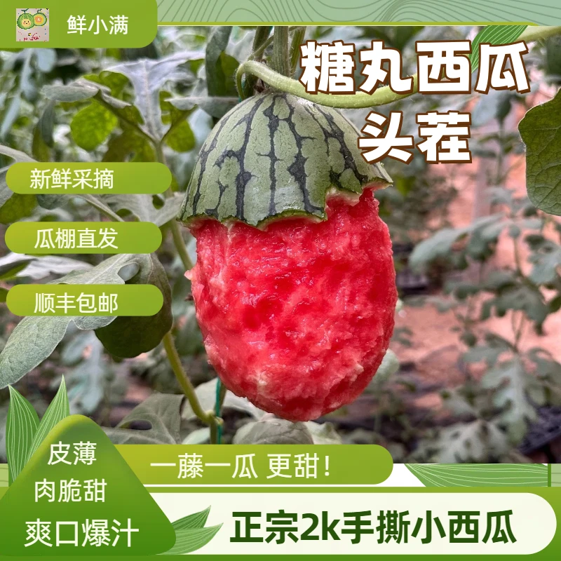 【顺丰上门】现摘头茬2k甜脆小西瓜网红小糖丸皮薄手撕山东寿光直发