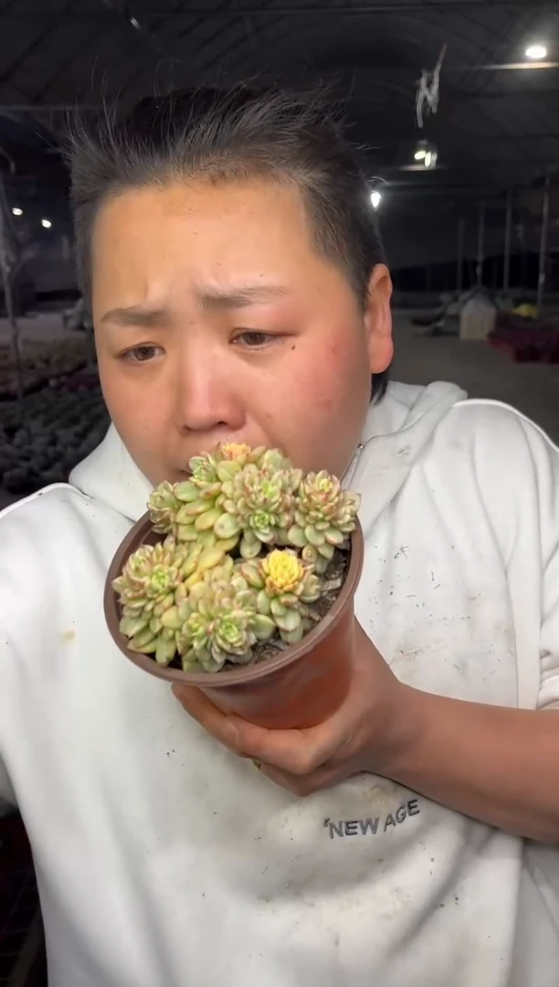 【闪购商品】40-蜡牡丹石化锦带盆土7.8