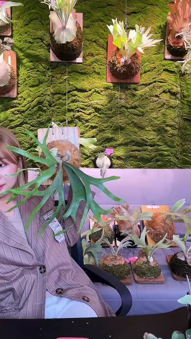 不开花植物yot 小手指