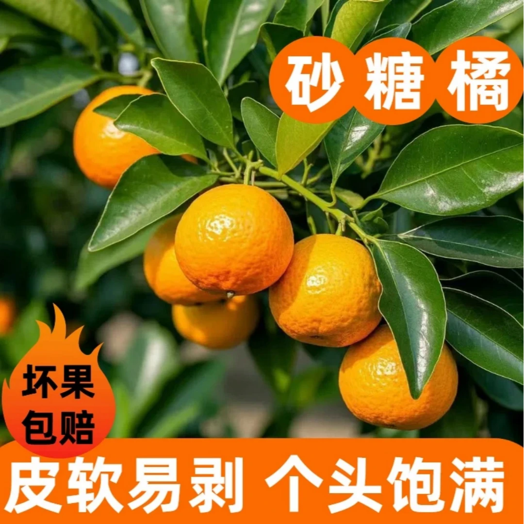 【大果】正宗广西砂糖桔买2.5送2.5 整箱五斤 纯甜无酸