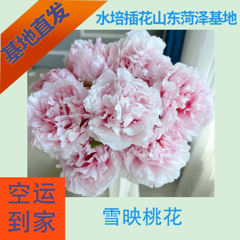 山东菏泽【雪映桃花】牡丹鲜切花重瓣水培插花客厅装饰基地直发空运