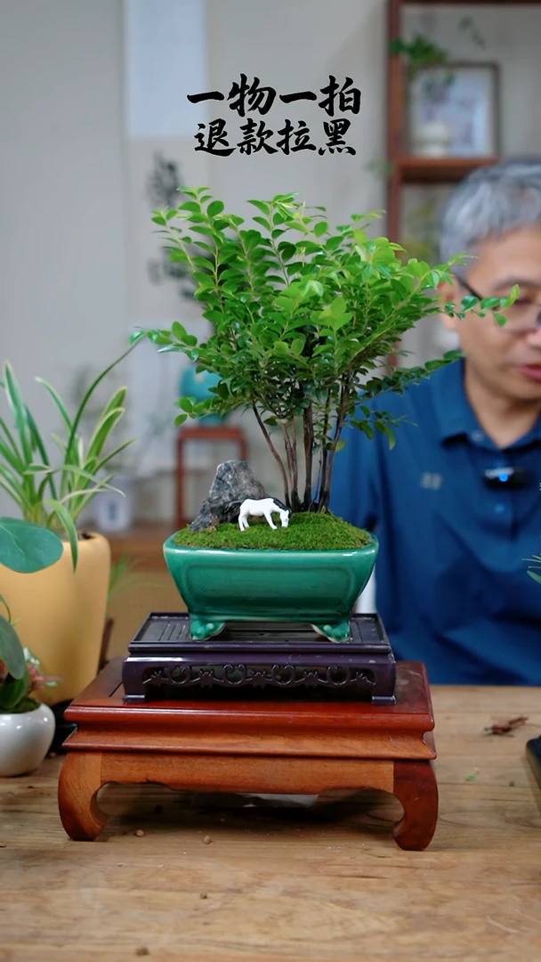 完全开放蓝*瑚丛林紫檀334