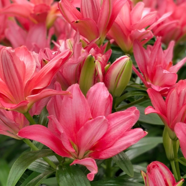 新品【甜点】14/16  亚百系列百合种球进口百合种球栽种