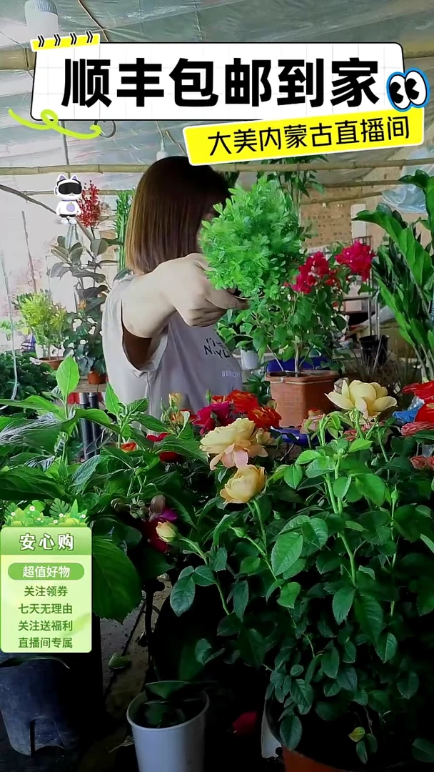 完全开放赤楠顺丰