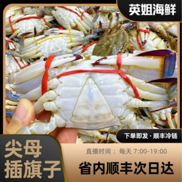 尖母3斤起仅限东北三省快递发货一只1-2两左右【保鲜不保活】