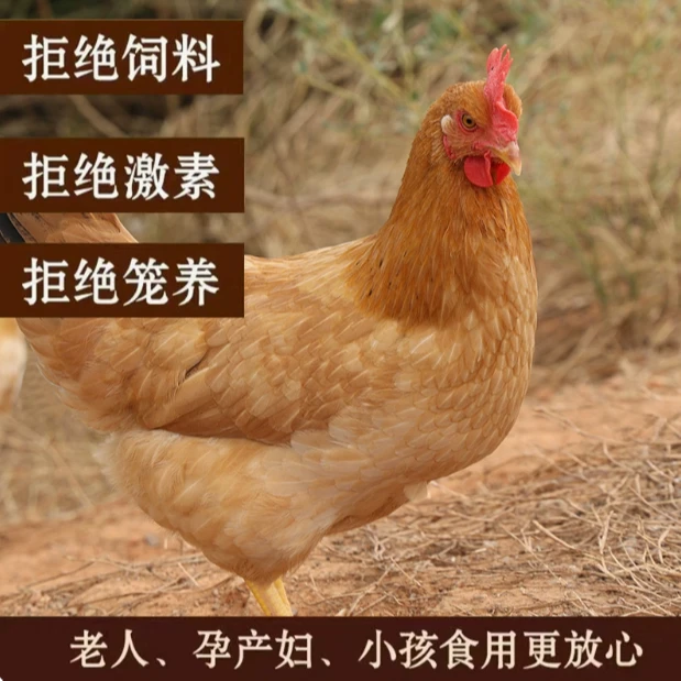 [1只母鸡]农村正宗散养老母鸡营养健康 顺丰包邮