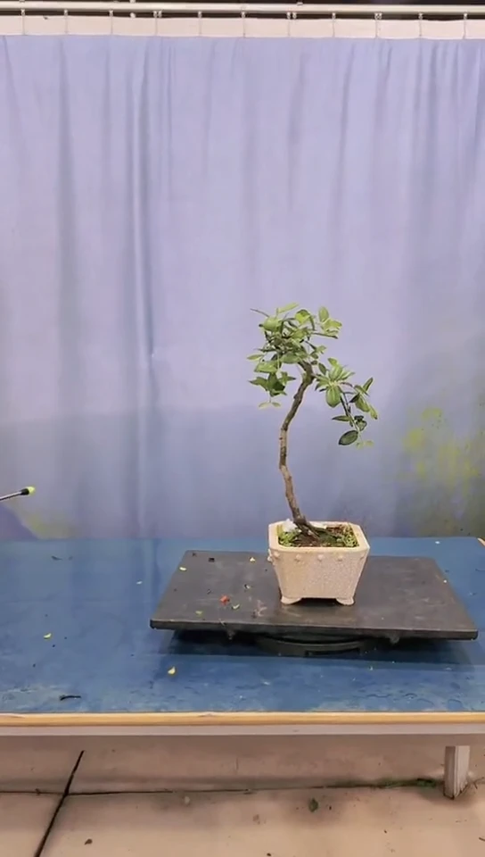 无花朵桃金娘桃金娘桃金娘桃金娘