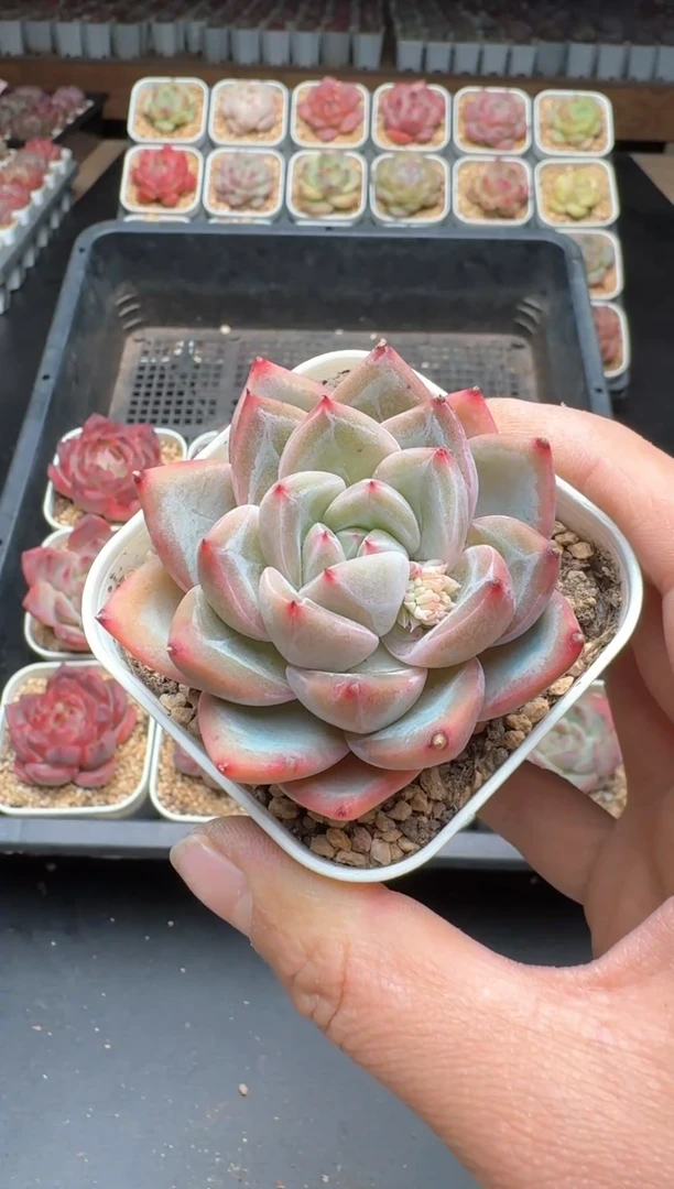 【闪购商品】618B物拍多肉带盆土6.5杯拍3颗包柚