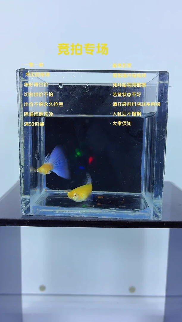 孔雀鱼紫白欧翼一对-40