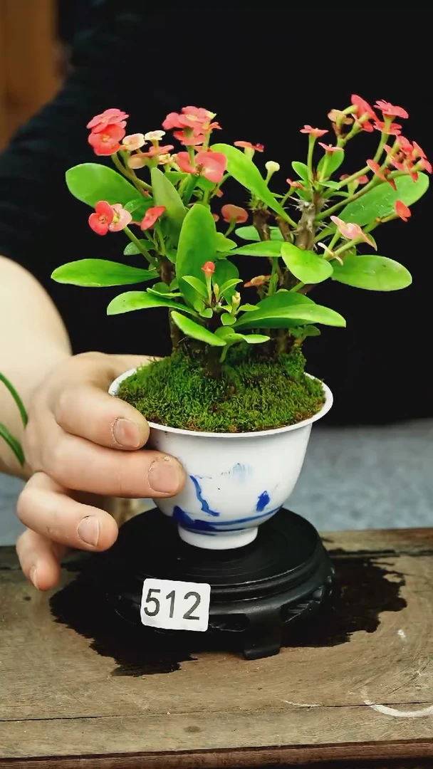 【闪购商品】苔藓微景观512号