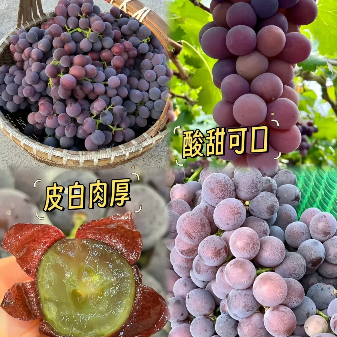 多品类无籽葡萄苗 盆栽 无架树葡萄苗 南北方种植 耐热耐寒