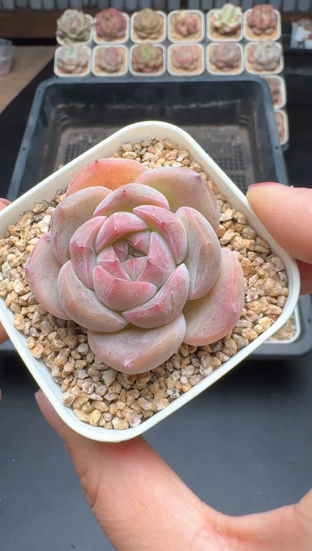 【闪购商品】474A号一物一拍多肉花卉植物拍3颗起发