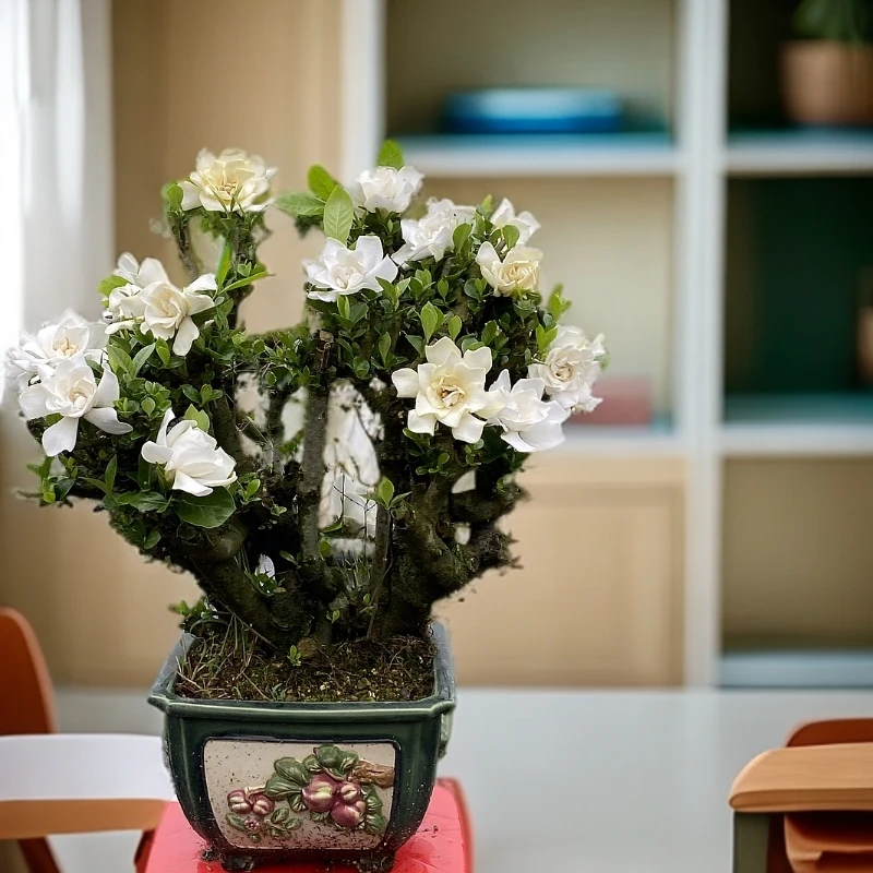 牡丹重瓣栀子花 盆景素材地栽老桩 好养浓香（以直播间截图为准）