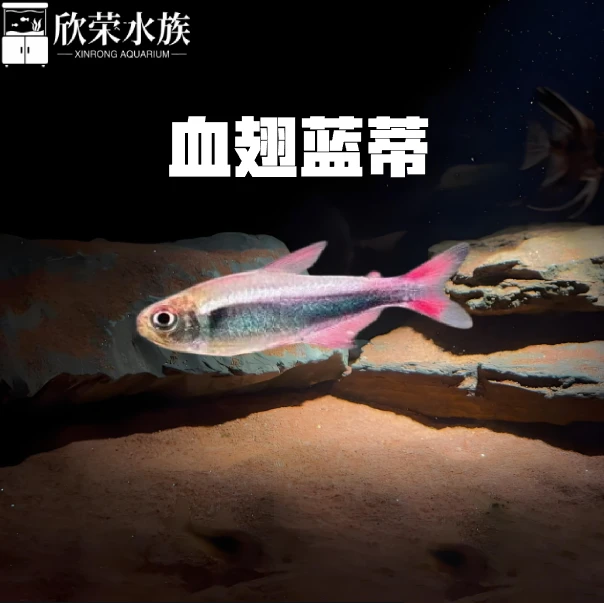 血翅蓝帝灯鱼蓝帝王灯血翅帝王灯小型观赏鱼活体群游