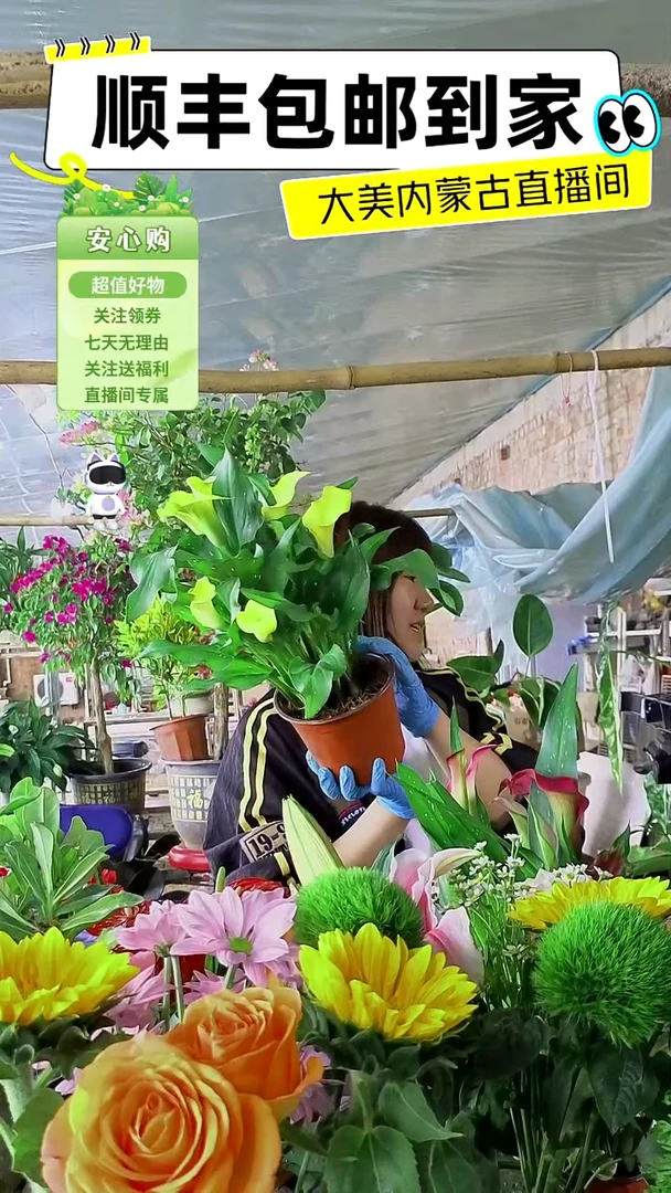 完全开放黄色马蹄莲