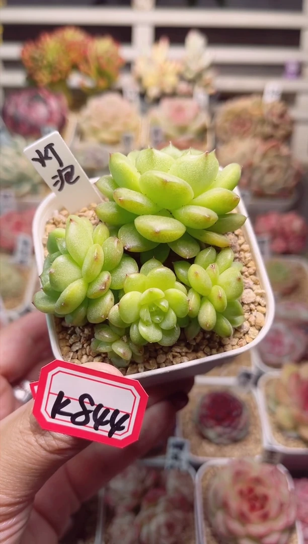 【闪购商品】K844灯泡珍妮一物一拍