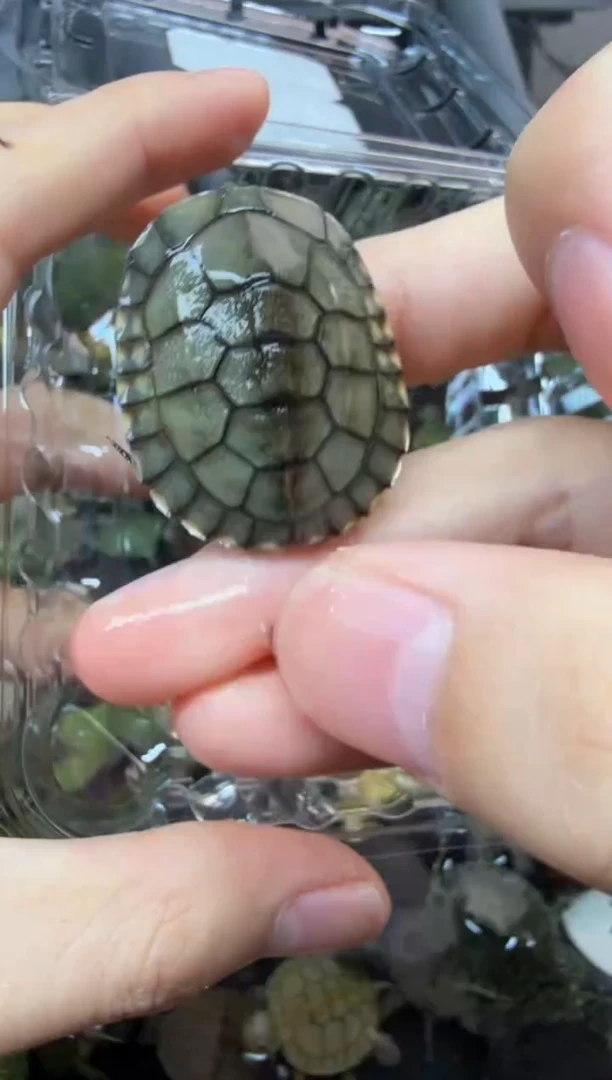 公母搭配宠物龟11号