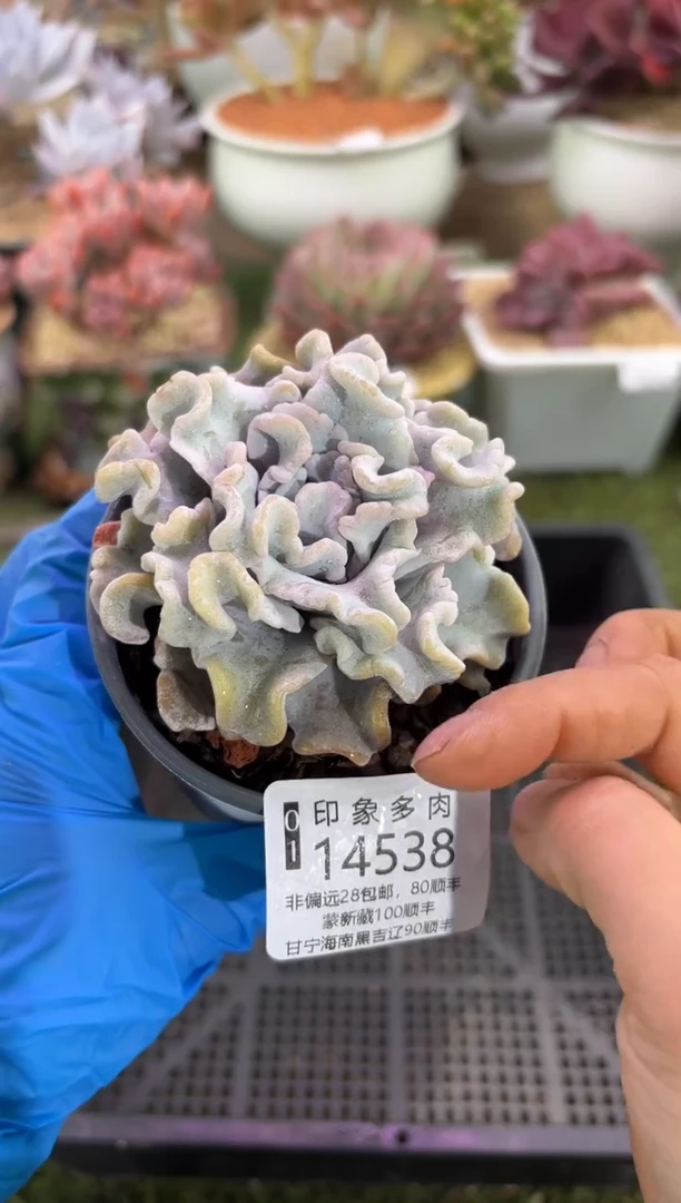 【闪购商品】14538