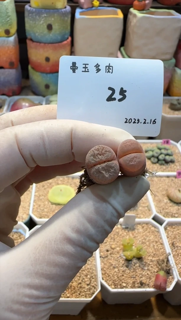 【闪购商品】25.2.16-25