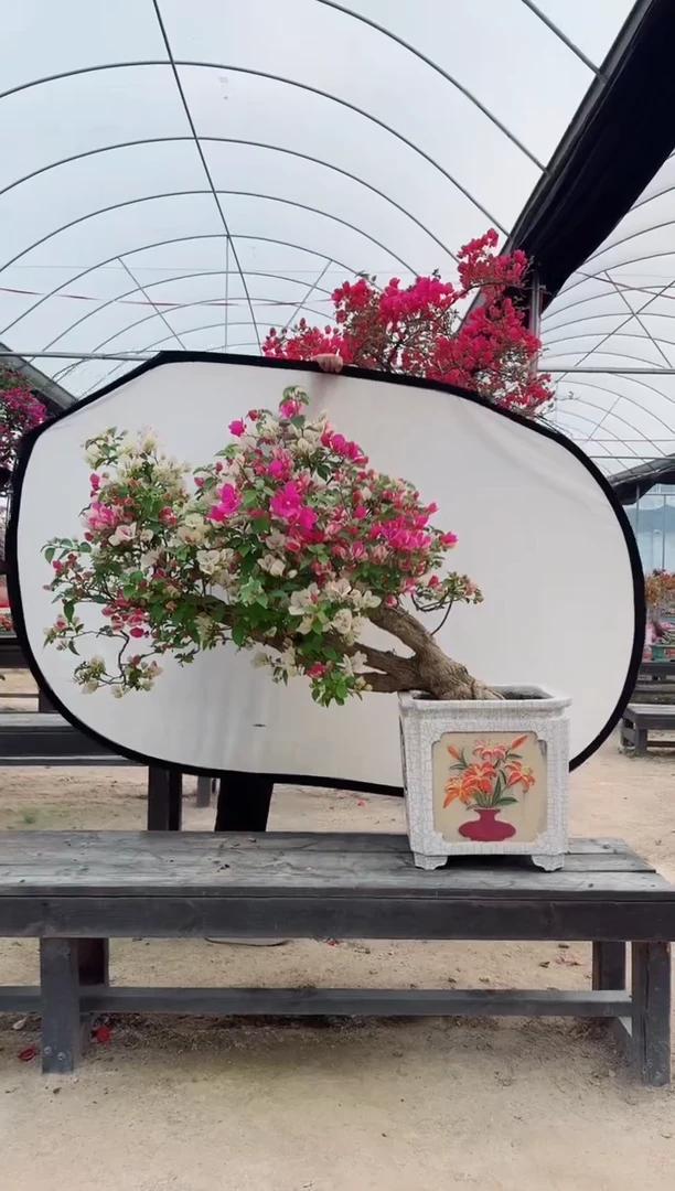 【闪购商品】盆景漳红樱