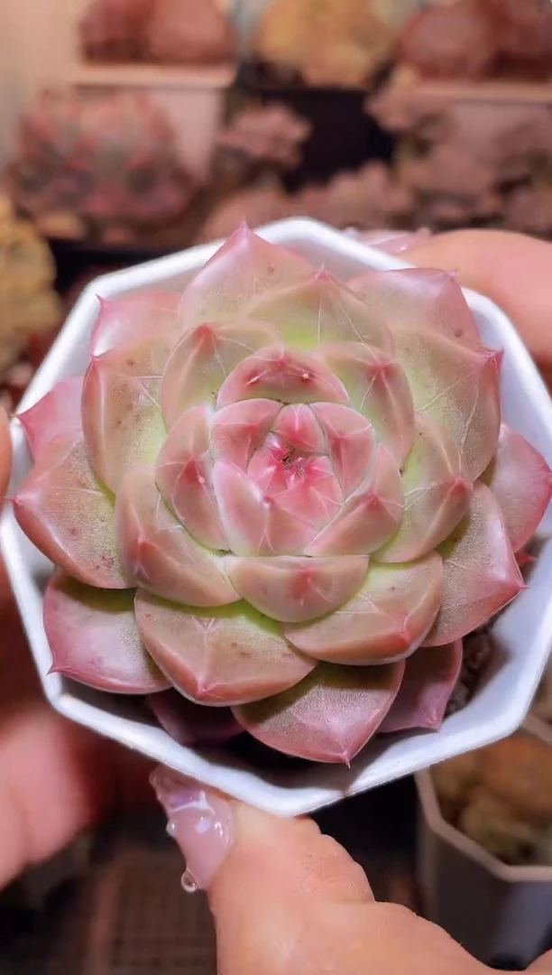 【闪购商品】424钻石珍妮多肉