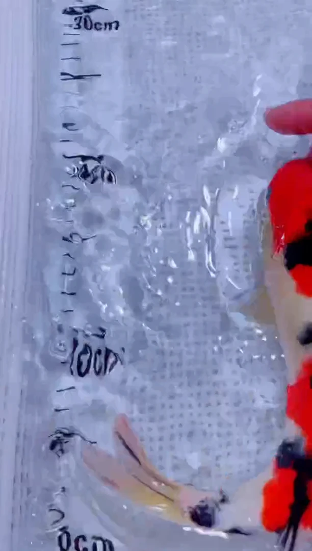 锦鲤血统锦鲤全场包邮46