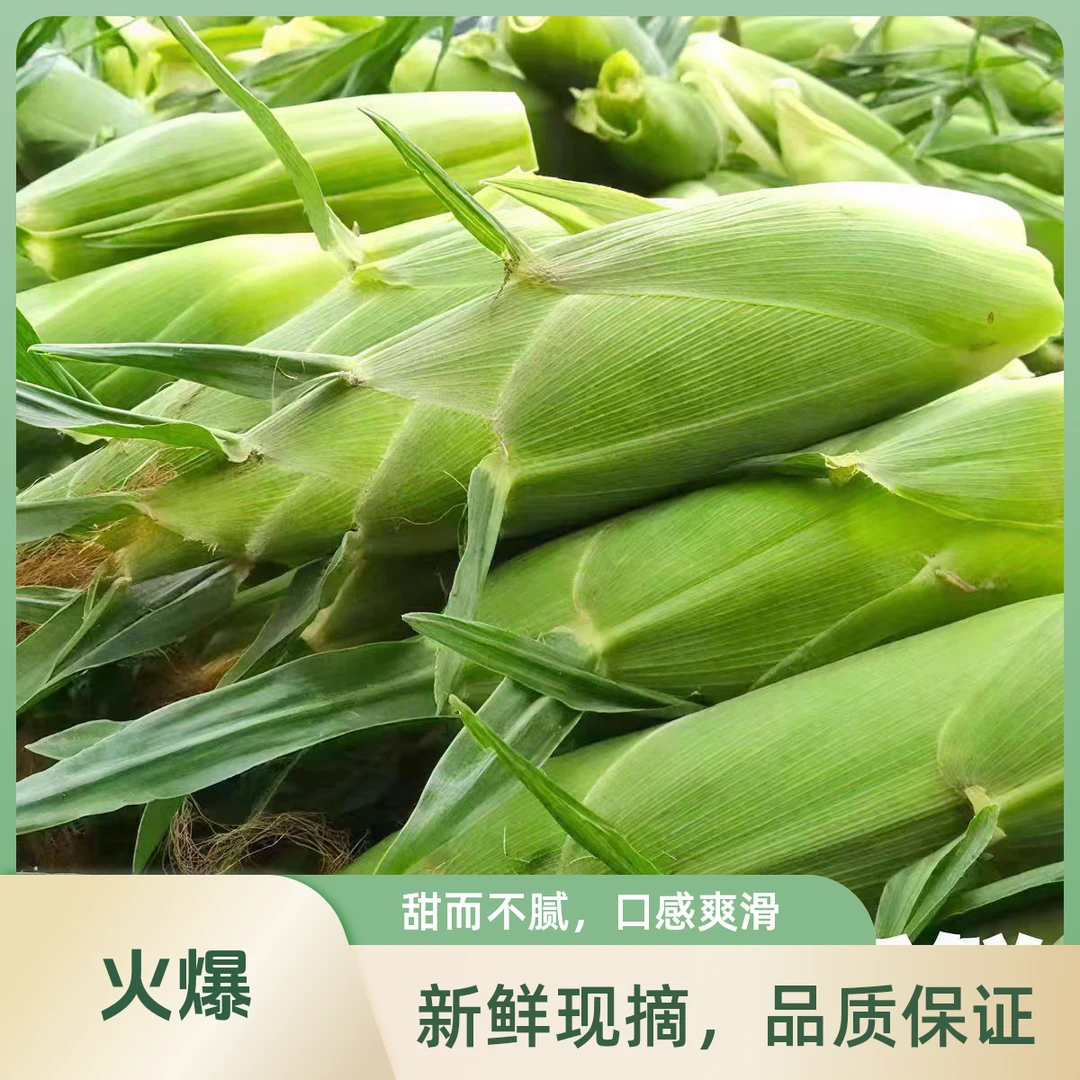 【包邮次日达】现摘带皮（6-7穗/箱）新鲜糯玉米东北当季甜糯嫩重量3250g±200g辽宁省