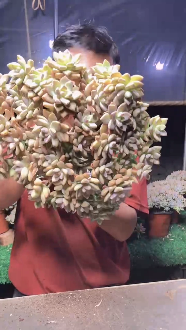 596淡雪缀化一物一拍