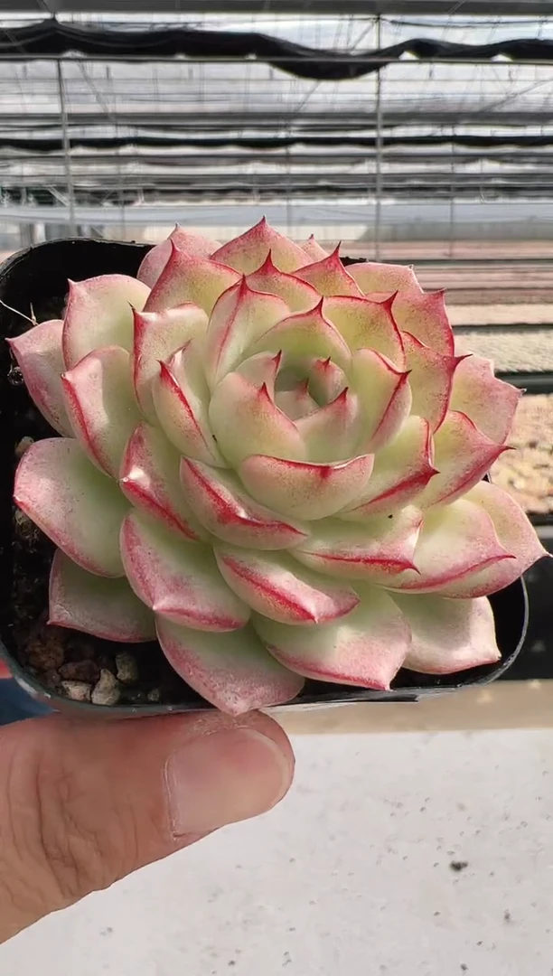 【闪购商品】新款多肉-173