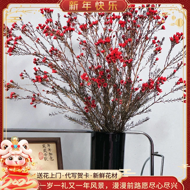 【新年年宵花】红色腊梅鲜花真花新年鲜花摆件客厅书桌用花送家人送同事花店送花上门花瓶随机