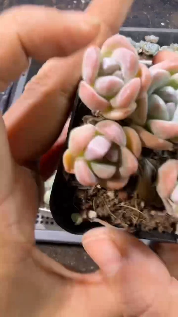 75号到手1棵-江北一物一拍