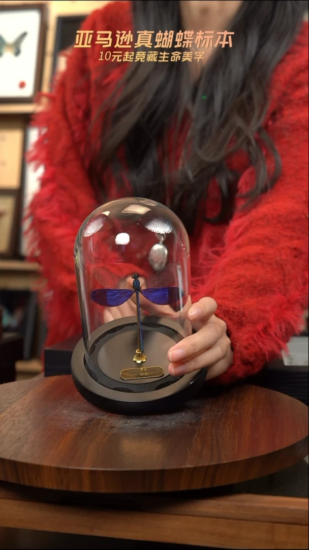 卡普色蟌小号玻璃罩