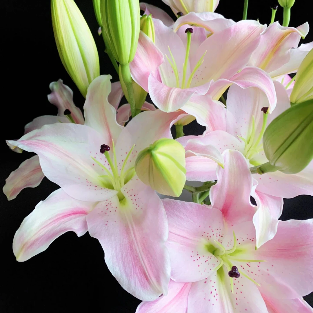 【伊曼妮】精选香水百合家居摆放插花云南鲜花优质鲜切花