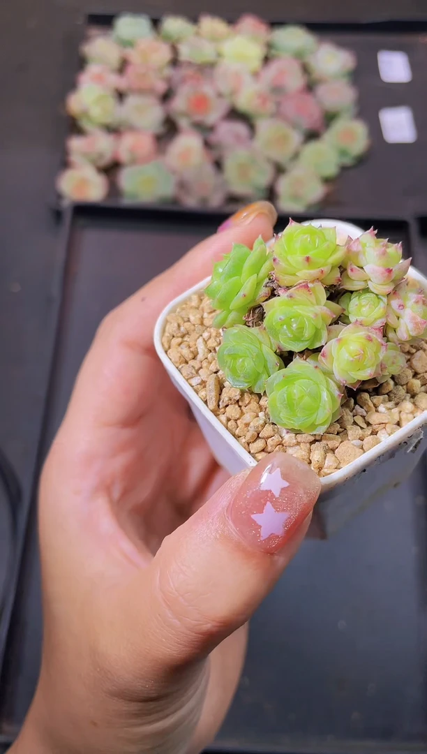 8297弥夜天随机发一棵量拍