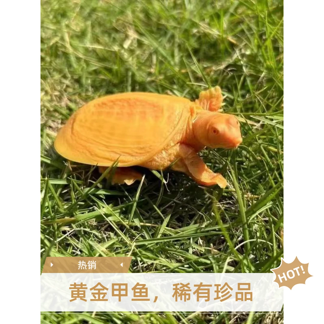 中秋好物中秋佳节团圆农家补充营养味道鲜美高活性高端品质甲鱼