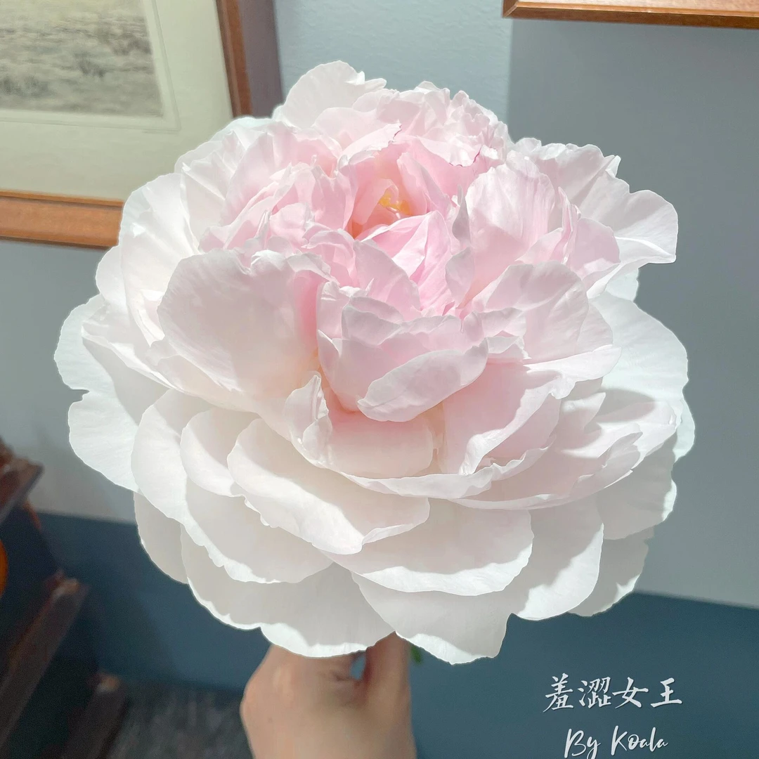 【羞涩女王】粉白色系千层重瓣芍药鲜切花