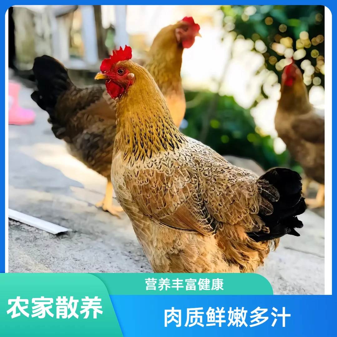 （改价链接）农村农户散养土老母鸡活鸡现杀速冻顺丰冷链发货