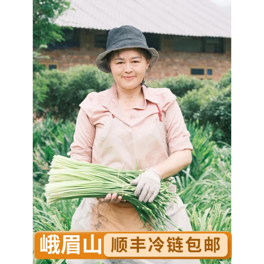 峨眉山正观金顶四面佛海拔1800米每年1个月的九仙草苔