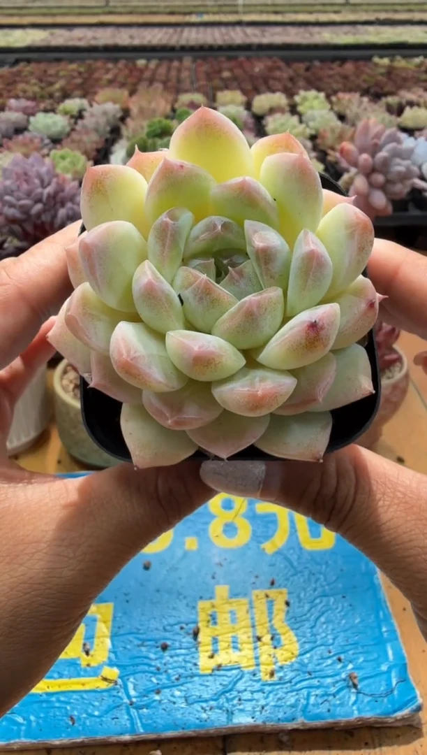 东云多肉园二店-141