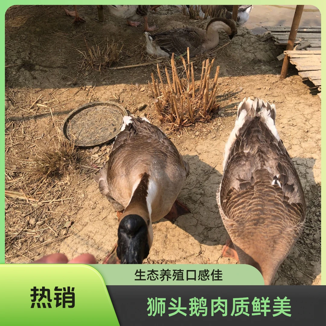 原生态自产狮头鹅鲜嫩美味健康食材