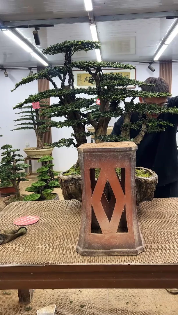 无花朵00000000000