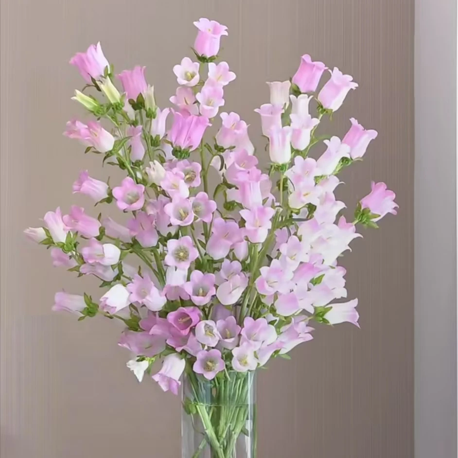 【花拾间】风铃花 好养花期长 昆明直发