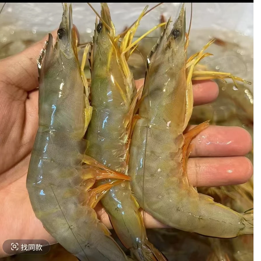 514生鲜 本港白刺虾 2斤装（一斤13条左右）