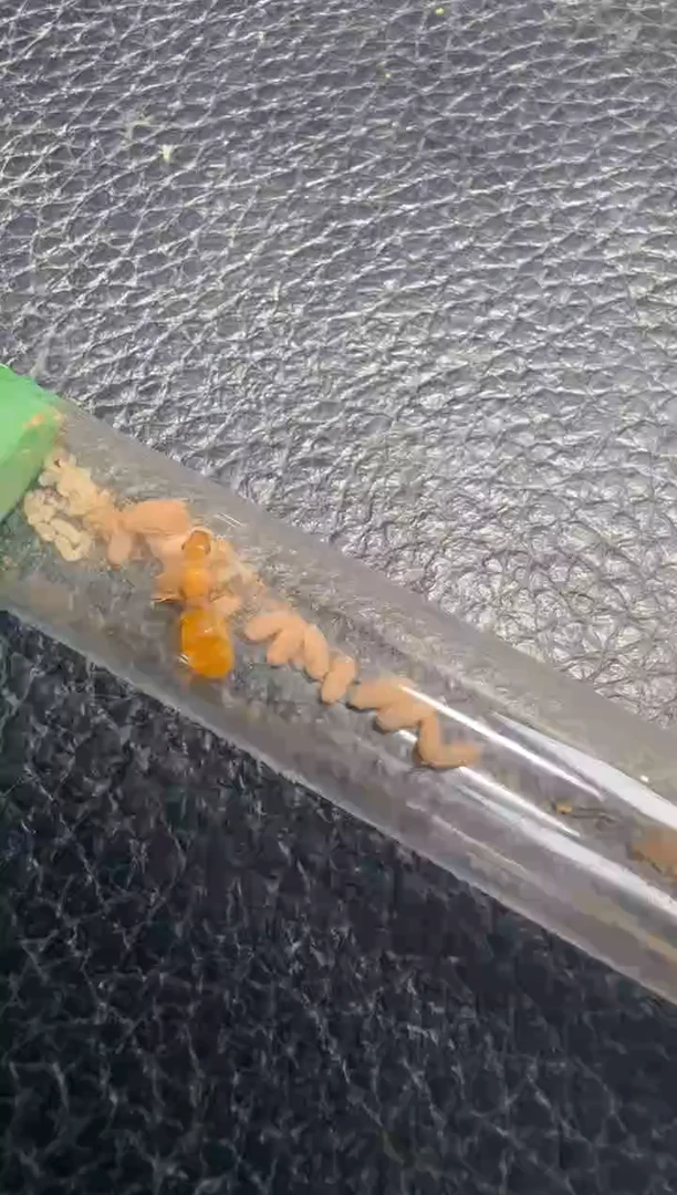 蚂蚁工坊260号纳