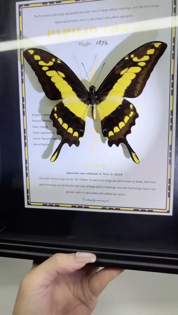 敏芷凤蝶相框标本