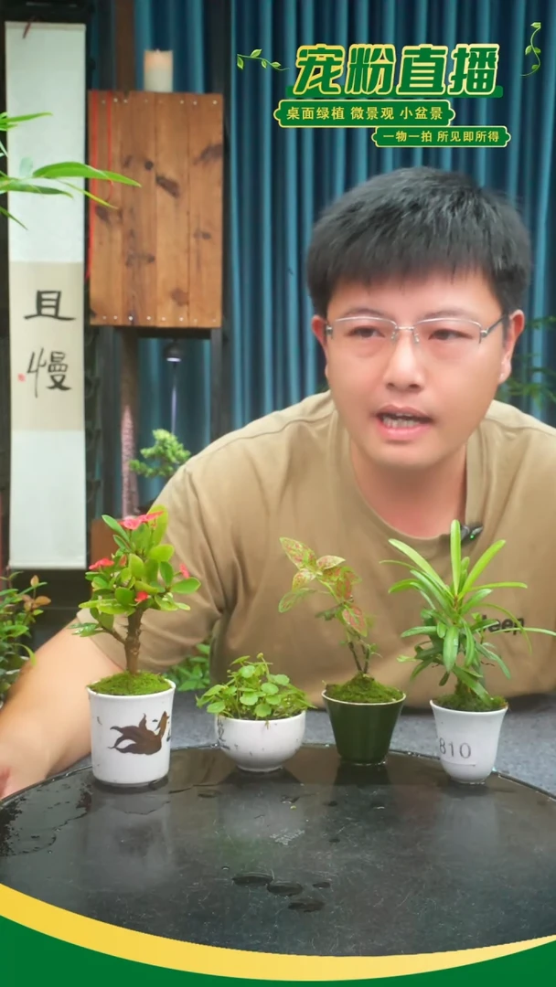 无花朵丫****娃苔藓微景观810号