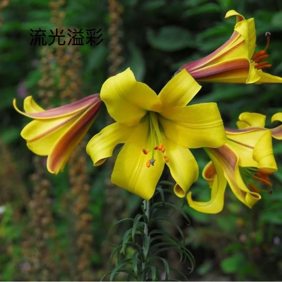 3颗百合种球【流光溢彩18-20】LO系列百合庭院阳台